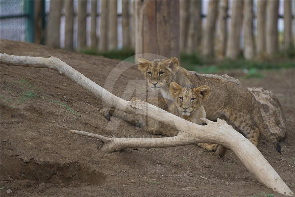 Yavru aslan ve kaplanlar ziyaretçilerle buluştu

