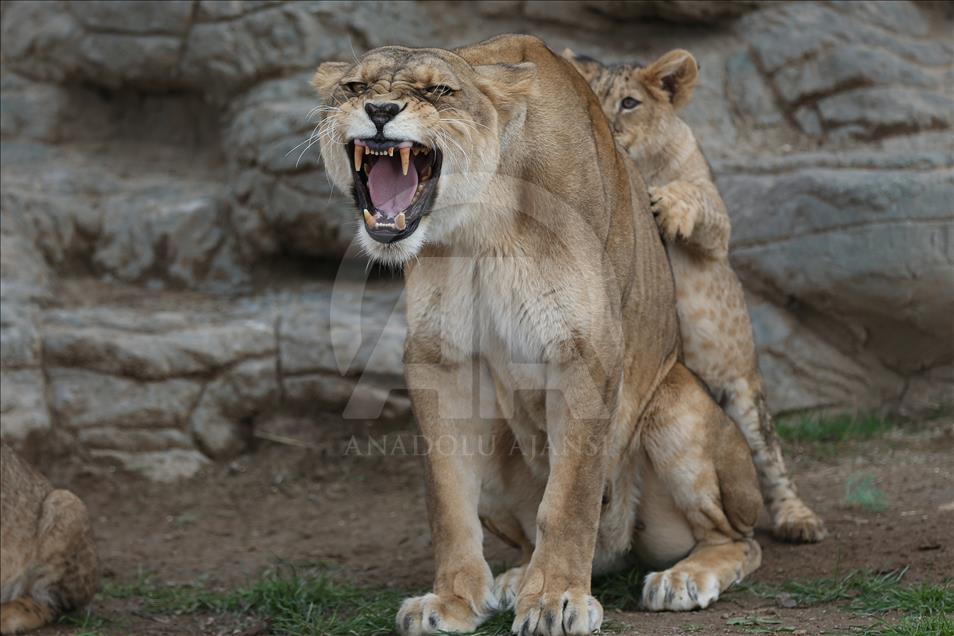 Yavru aslan ve kaplanlar ziyaretçilerle buluştu
