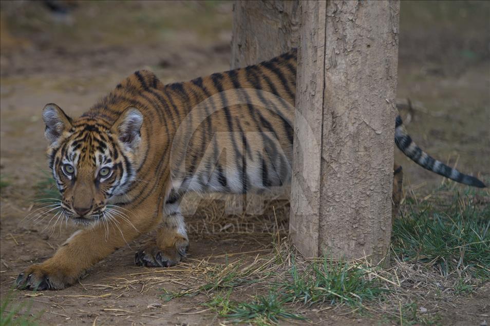 Yavru aslan ve kaplanlar ziyaretçilerle buluştu
