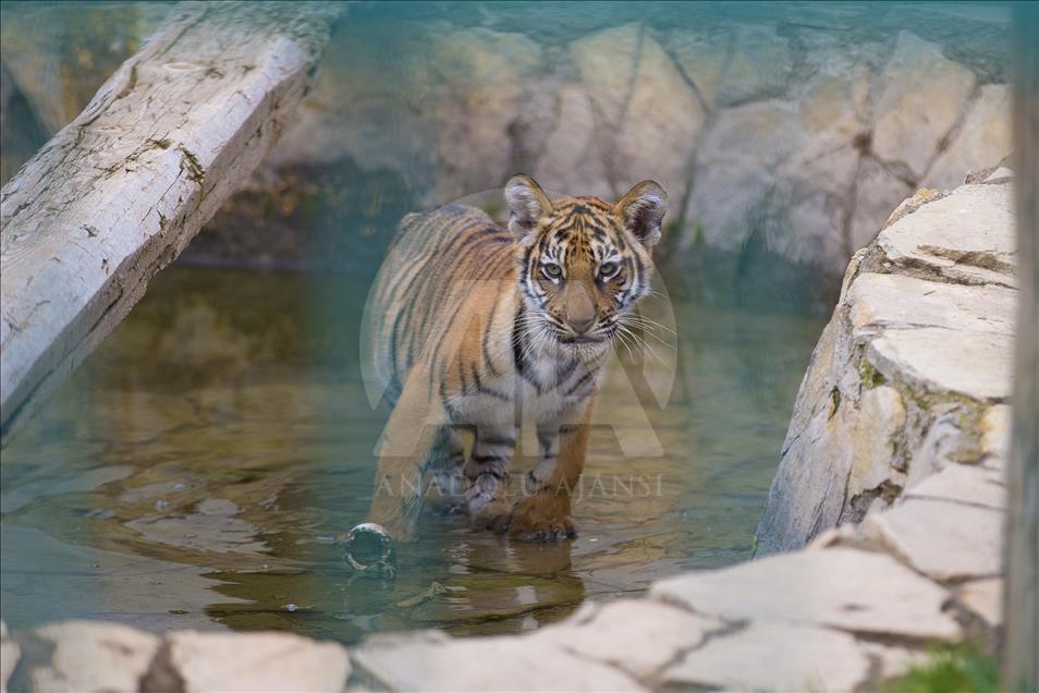 Yavru aslan ve kaplanlar ziyaretçilerle buluştu
