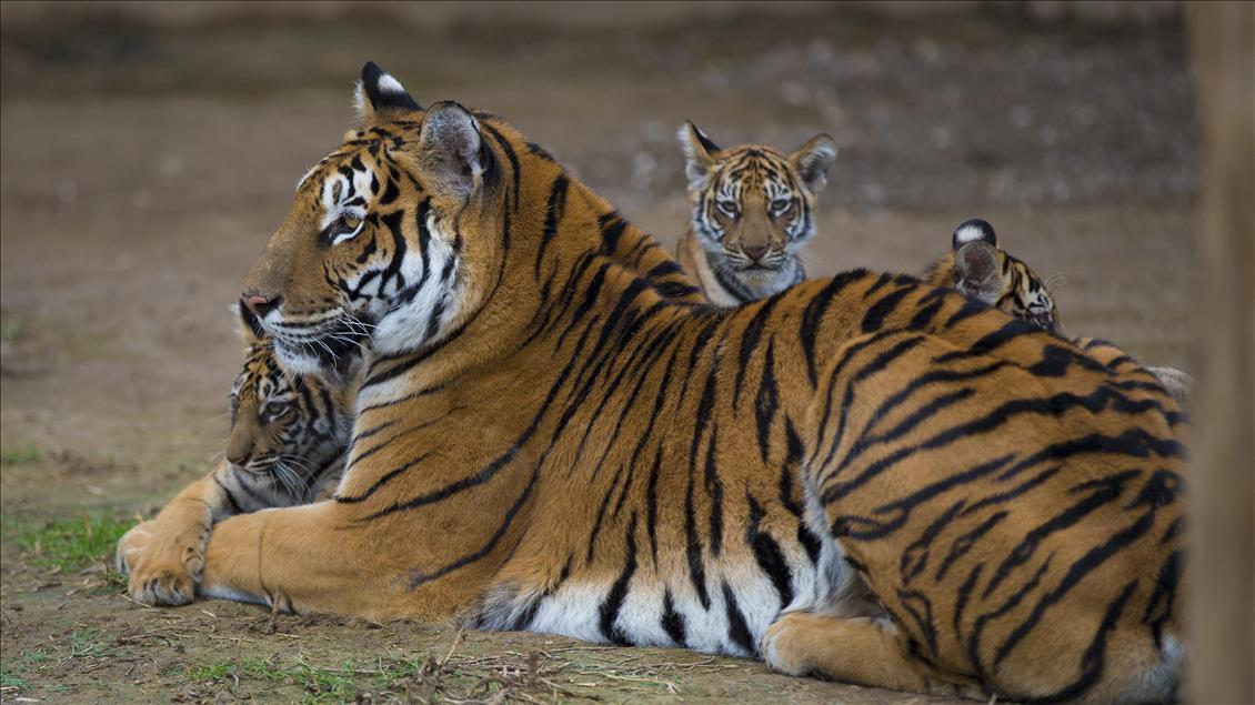 Yavru aslan ve kaplanlar ziyaretçilerle buluştu
