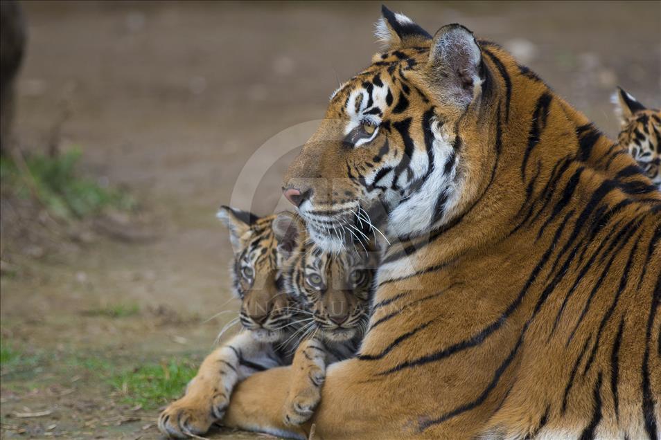 Yavru aslan ve kaplanlar ziyaretçilerle buluştu
