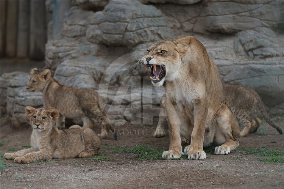 Yavru aslan ve kaplanlar ziyaretçilerle buluştu
