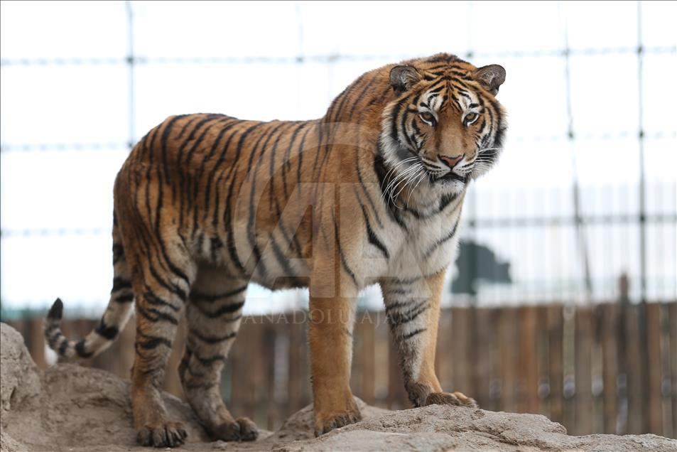 Yavru aslan ve kaplanlar ziyaretçilerle buluştu

