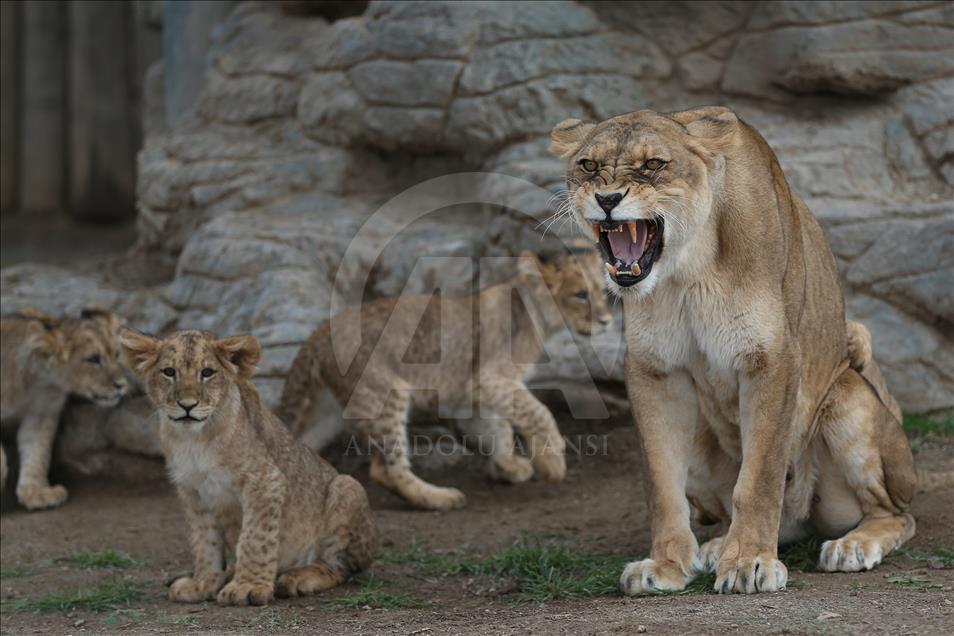 Yavru aslan ve kaplanlar ziyaretçilerle buluştu
