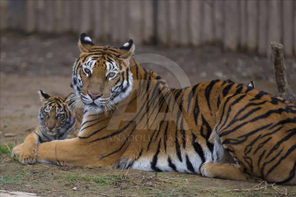 Yavru aslan ve kaplanlar ziyaretçilerle buluştu
