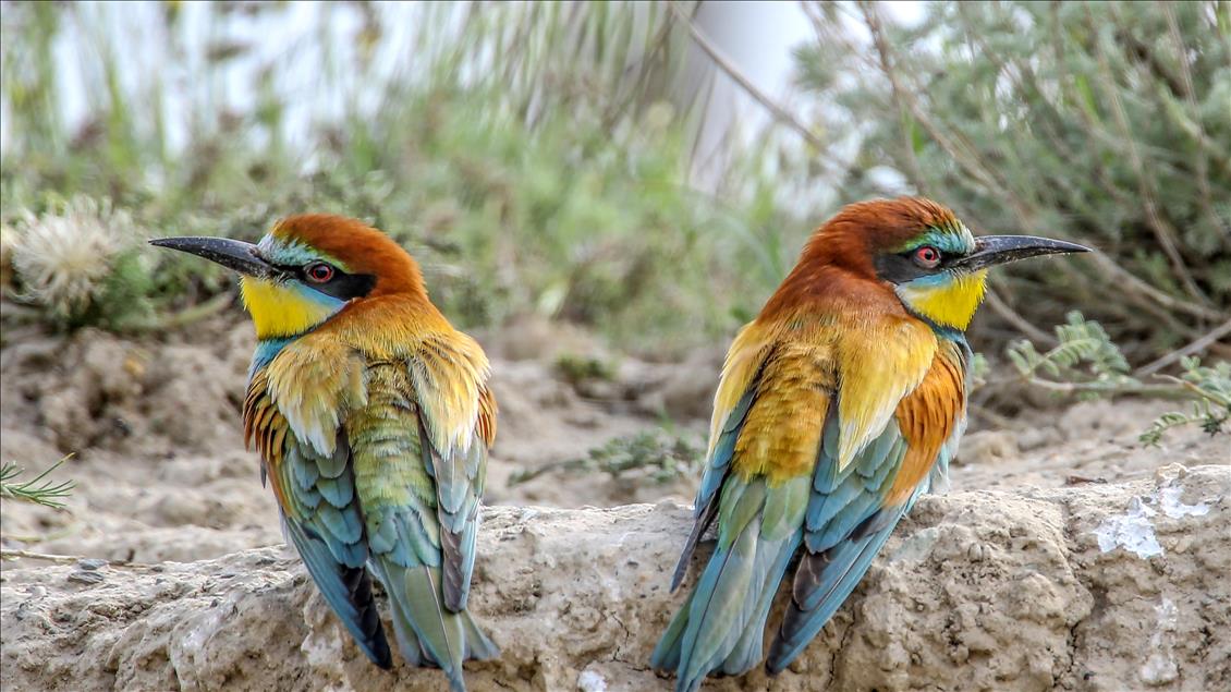 Van gölü havzasında göçmen kuşlar