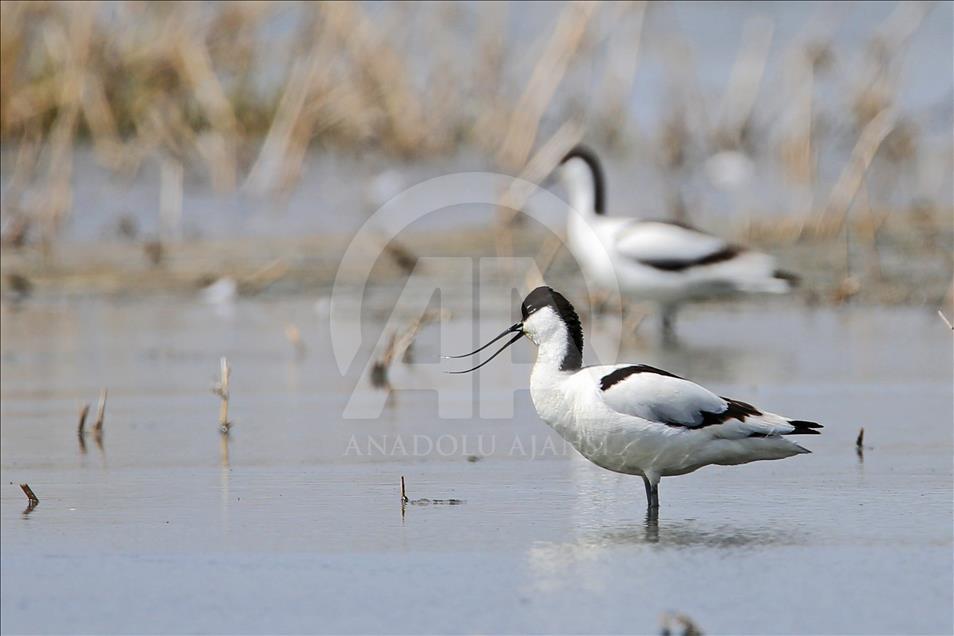 Van gölü havzasında göçmen kuşlar