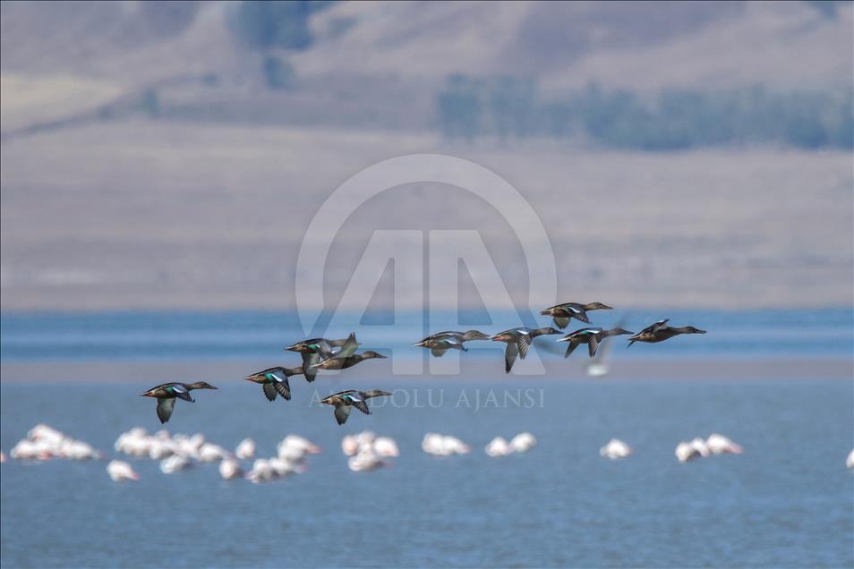 Van gölü havzasında göçmen kuşlar