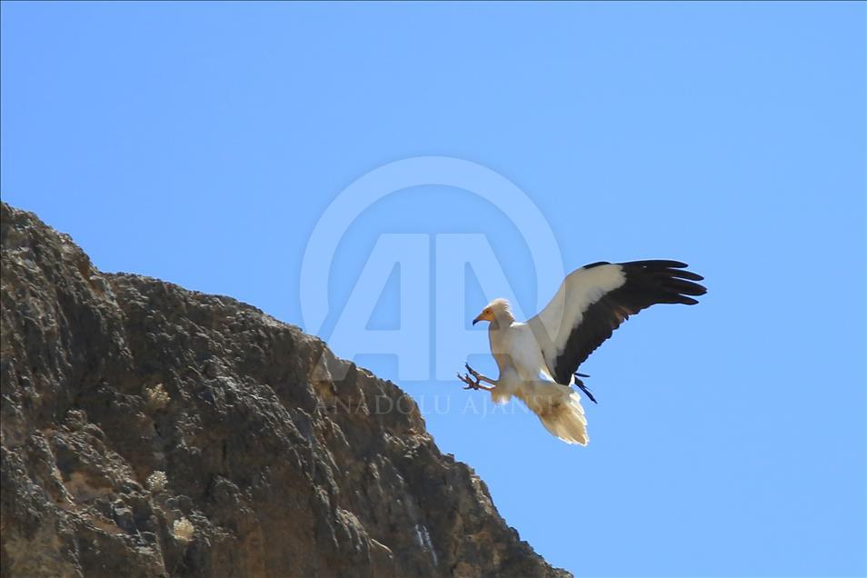 Ercek Lake in Van, eastern Turkey hosts migratory birds