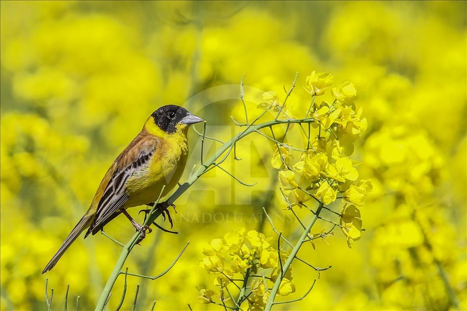 Van gölü havzasında göçmen kuşlar