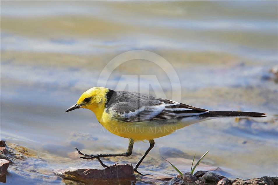 Van gölü havzasında göçmen kuşlar