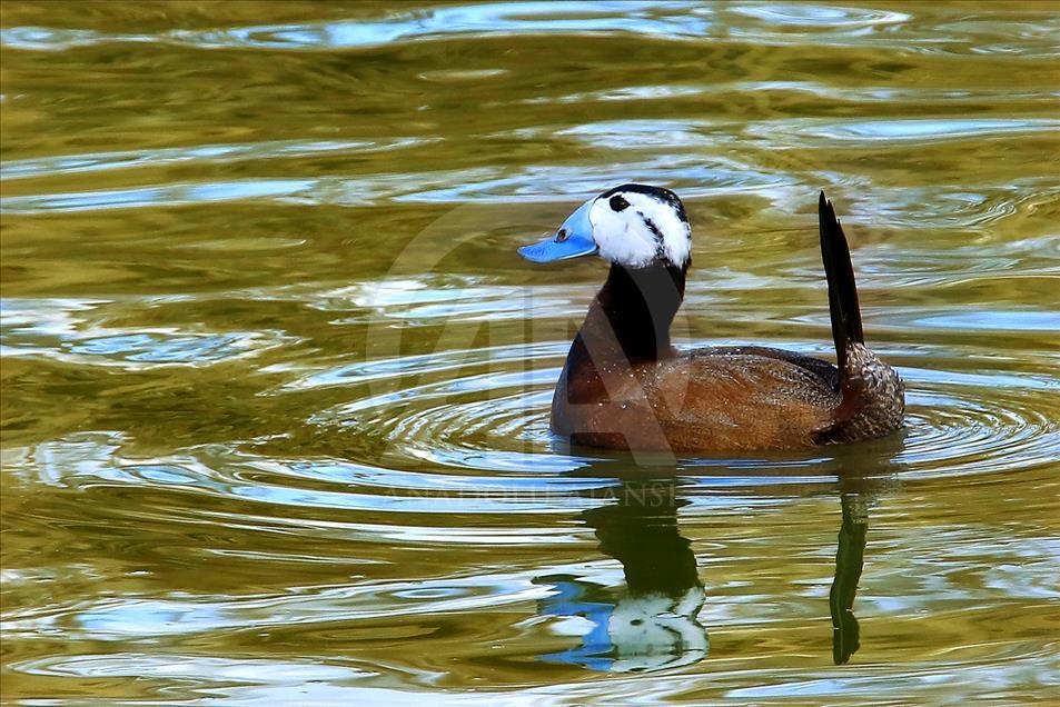 Van gölü havzasında göçmen kuşlar