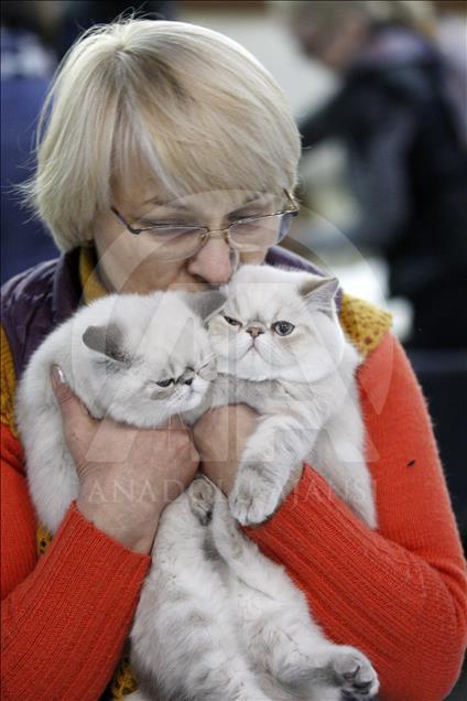 kiev de uluslararasi kedi sovu