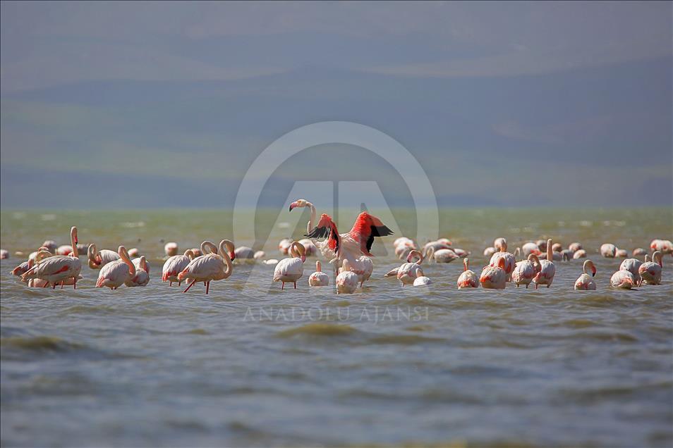 Ercek Lake in Van, eastern Turkey hosts migratory birds
