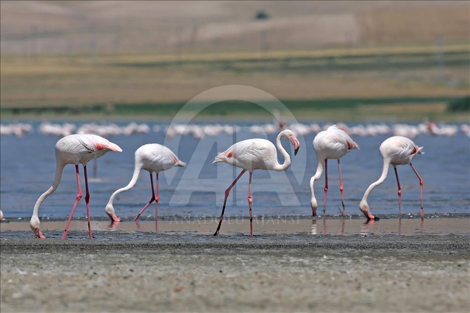 Van gölü havzasında göçmen kuşlar