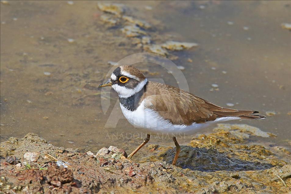 Van gölü havzasında göçmen kuşlar