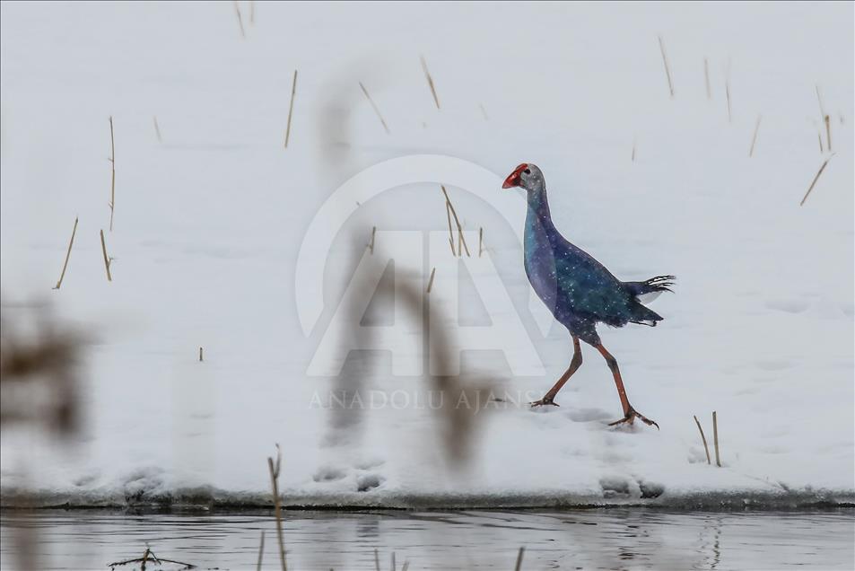 Van gölü havzasında göçmen kuşlar