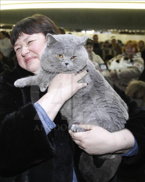 kiev de uluslararasi kedi sovu
