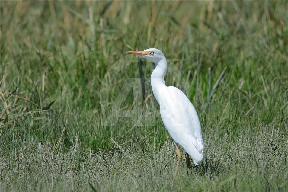Van gölü havzasında göçmen kuşlar