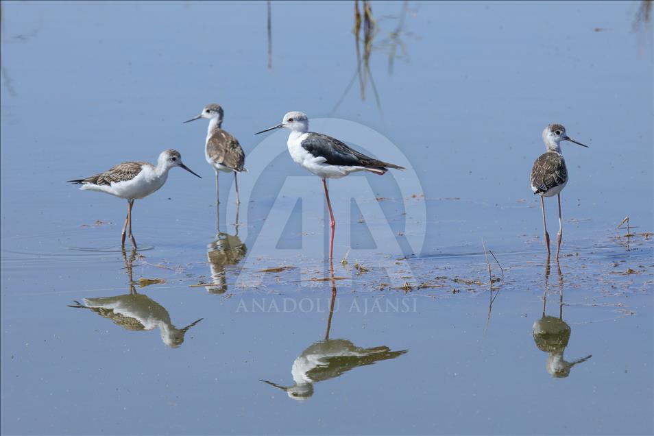 Van gölü havzasında göçmen kuşlar