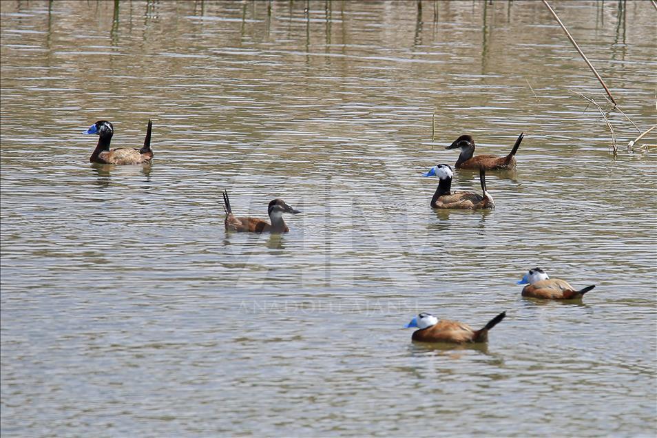 Van gölü havzasında göçmen kuşlar