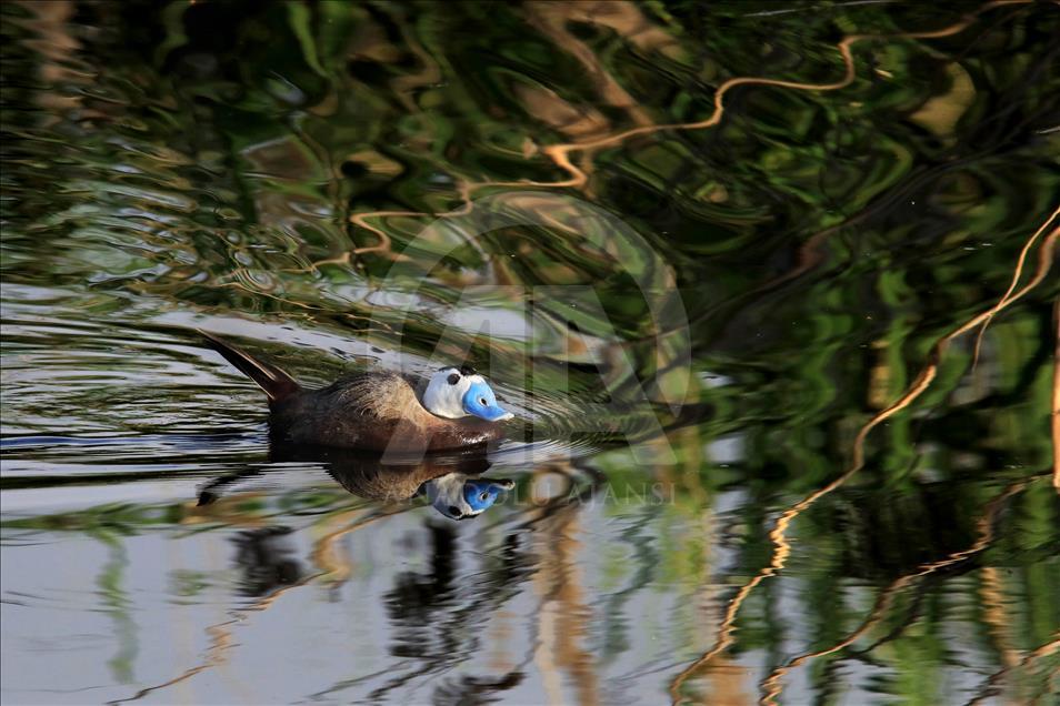 Van gölü havzasında göçmen kuşlar