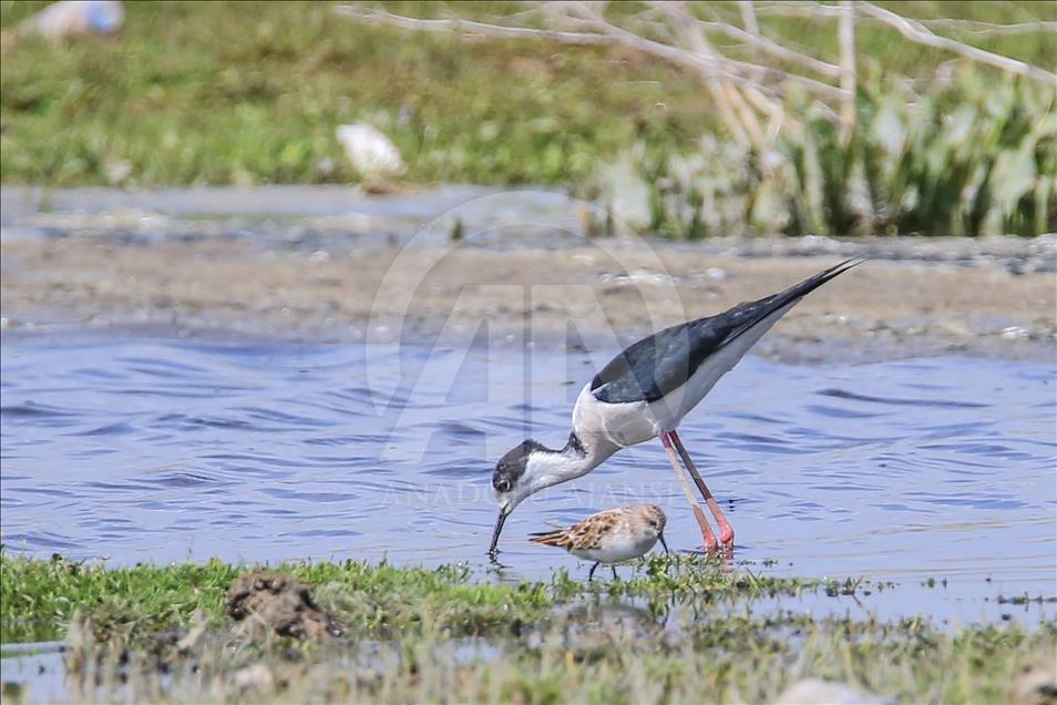 Van gölü havzasında göçmen kuşlar