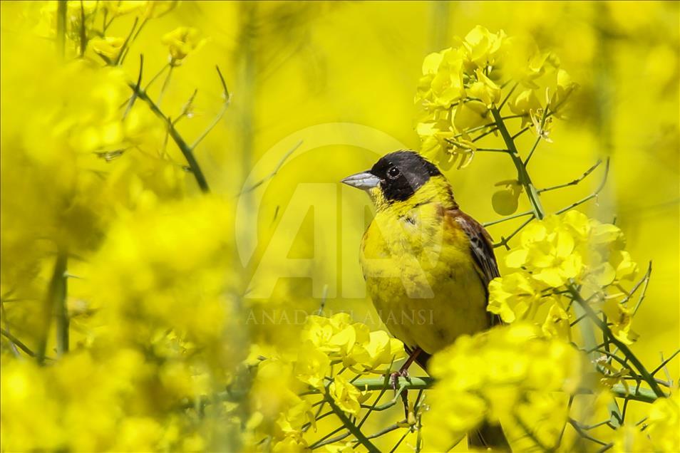 Van gölü havzasında göçmen kuşlar