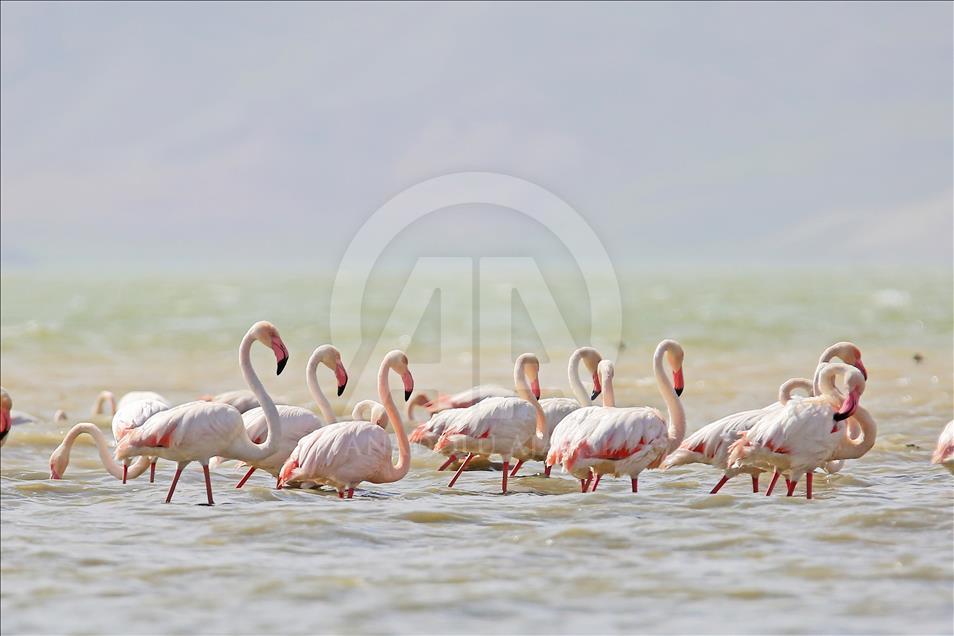 Van gölü havzasında göçmen kuşlar