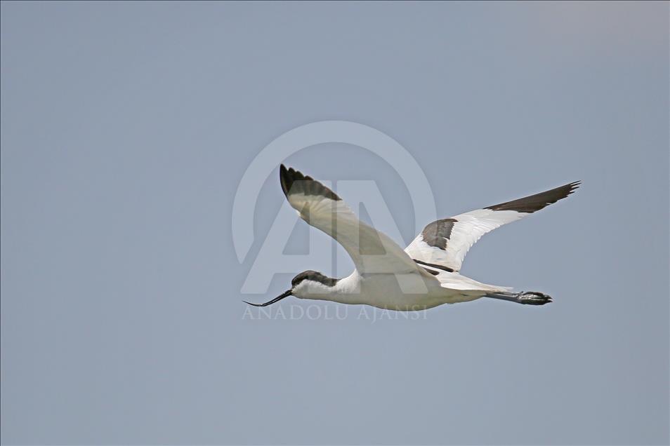Van gölü havzasında göçmen kuşlar
