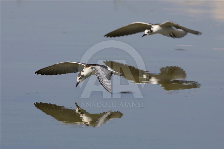 Van gölü havzasında göçmen kuşlar