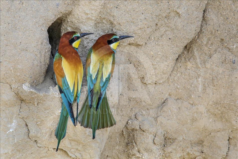 Van gölü havzasında göçmen kuşlar