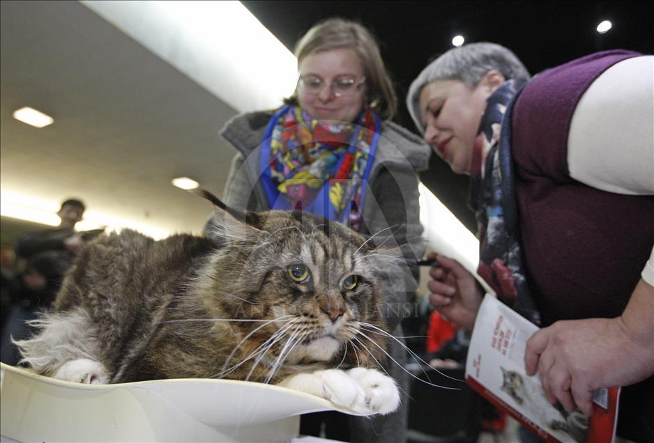 kiev de uluslararasi kedi sovu