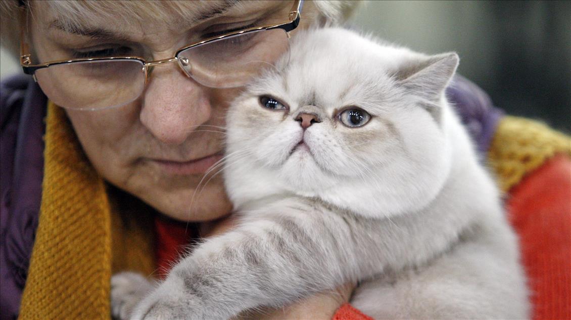 Kiev De Uluslararasi Kedi Sovu Anadolu Ajansi