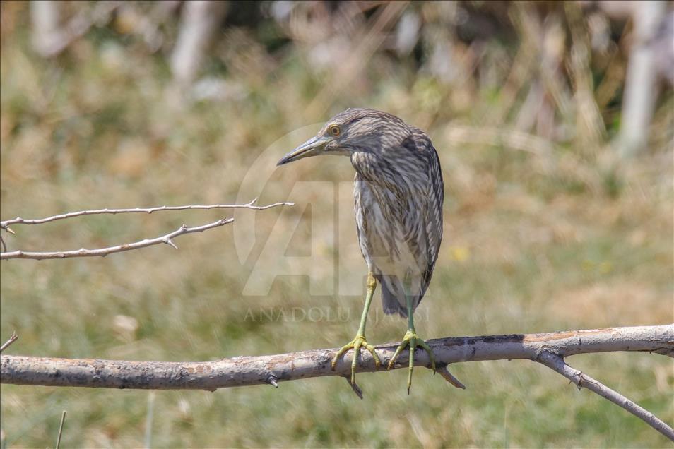 Van gölü havzasında göçmen kuşlar