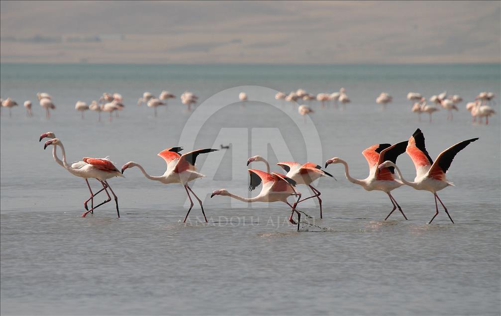 Van gölü havzasında göçmen kuşlar