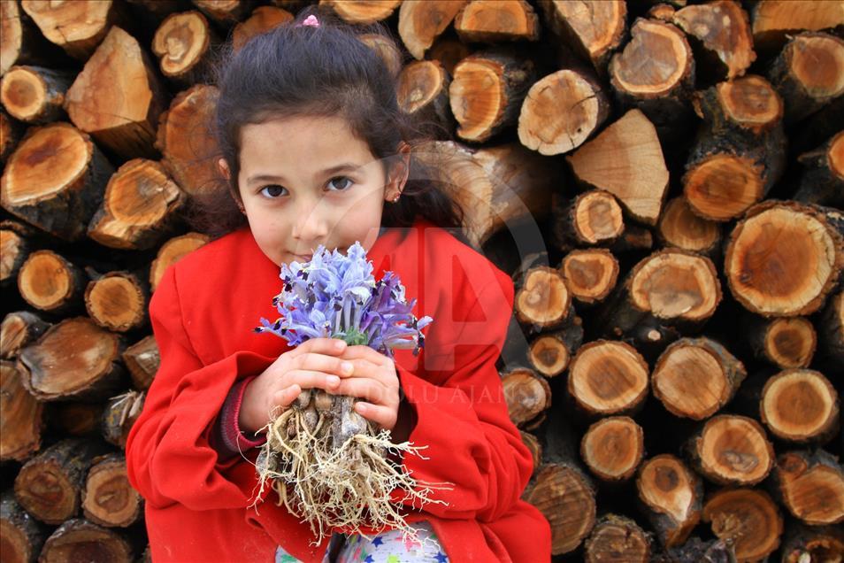 Baharın müjdecisi nevruz çiçekleri açtı