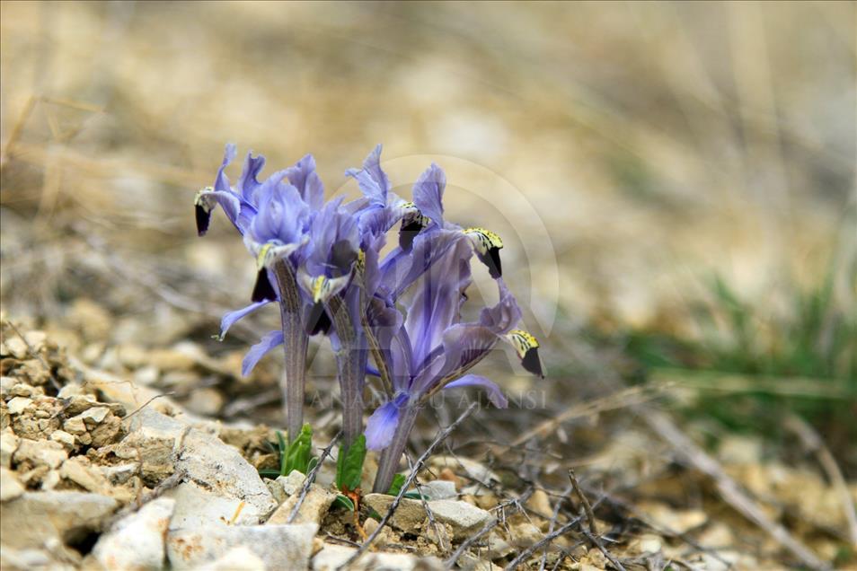 Baharın müjdecisi nevruz çiçekleri açtı