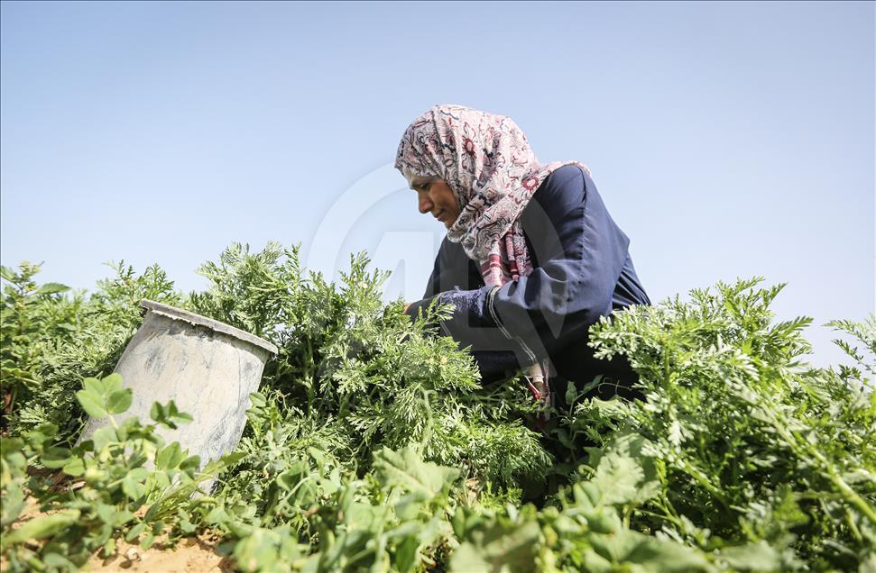 Palestinian farmer women in Gaza