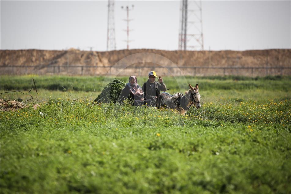 Palestinian farmer women in Gaza