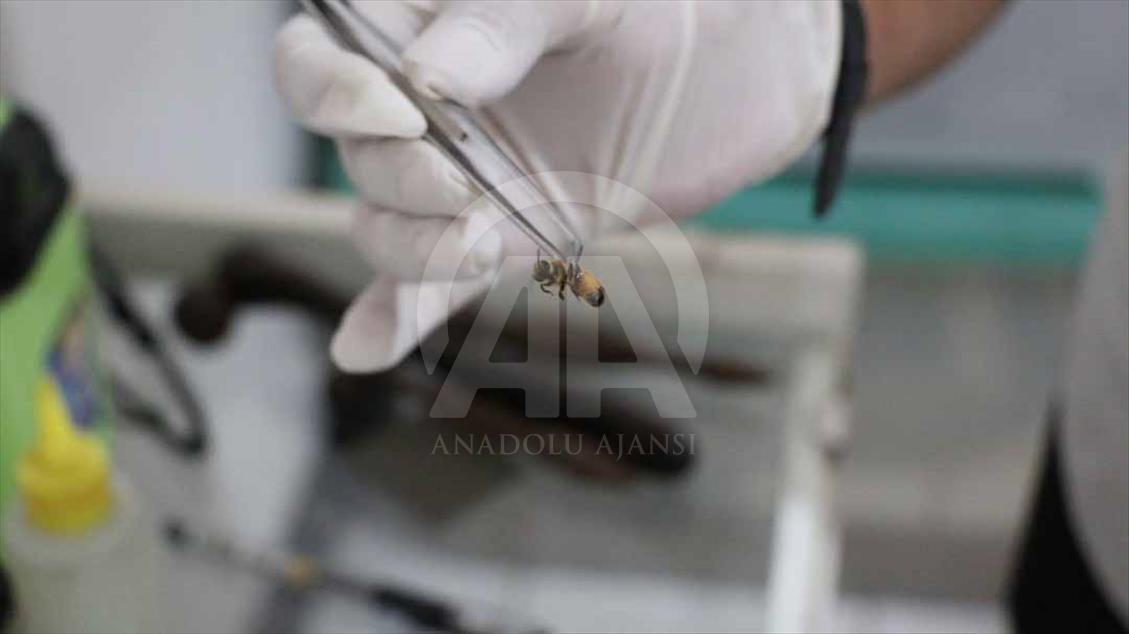 Indonesios fortalecen su sistema inmune con picaduras de abejas