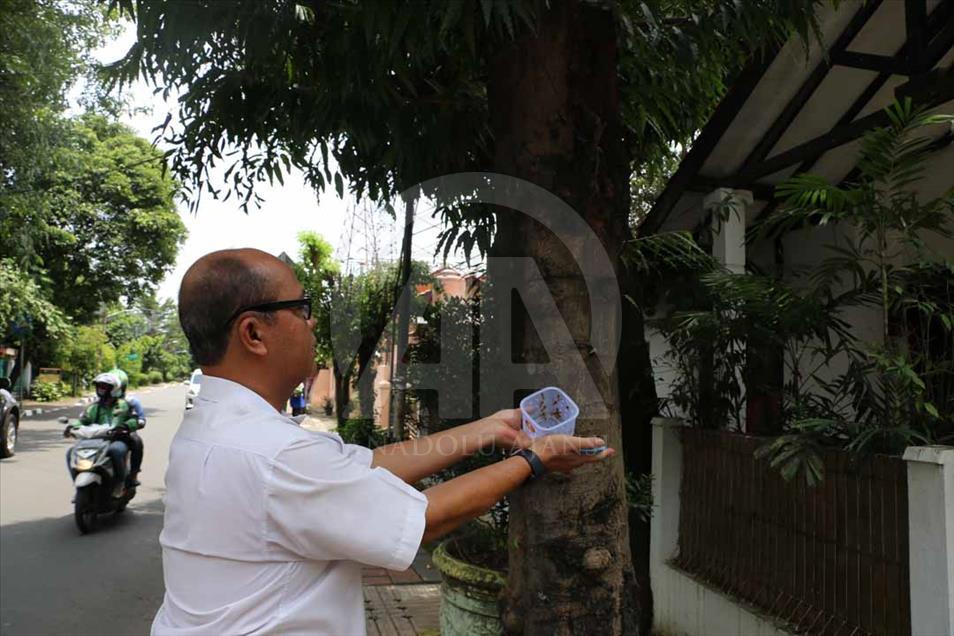 Indonesios fortalecen su sistema inmune con picaduras de abejas