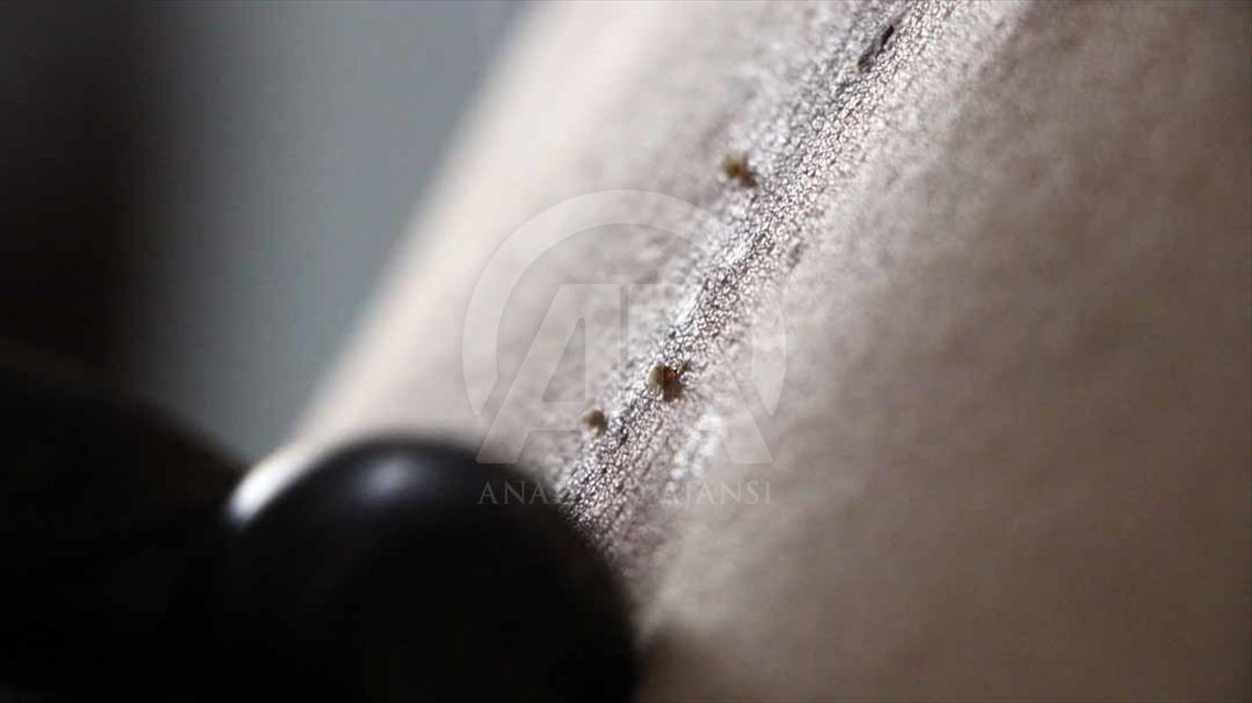 Indonesios fortalecen su sistema inmune con picaduras de abejas