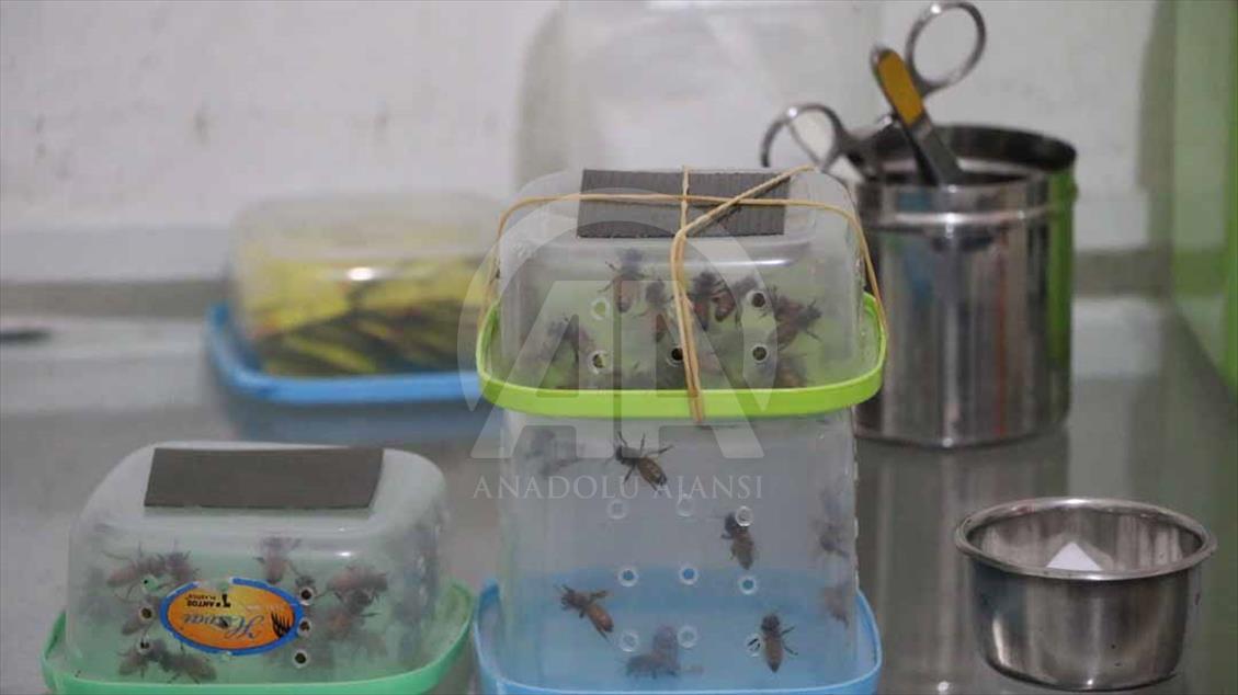 Indonesios fortalecen su sistema inmune con picaduras de abejas
