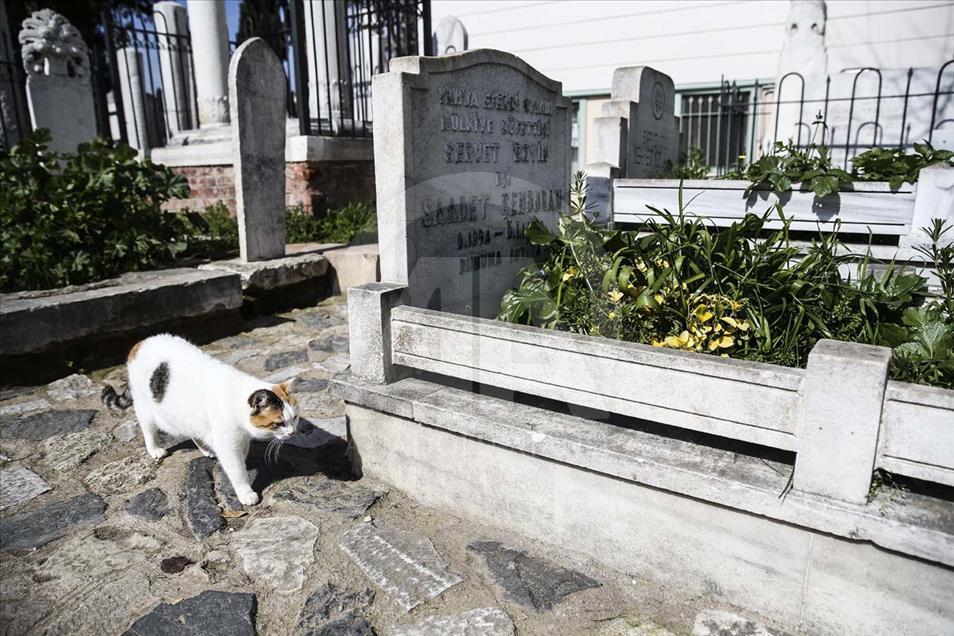 Los gatos que habitan el cementerio histórico de Estambul, Turquía