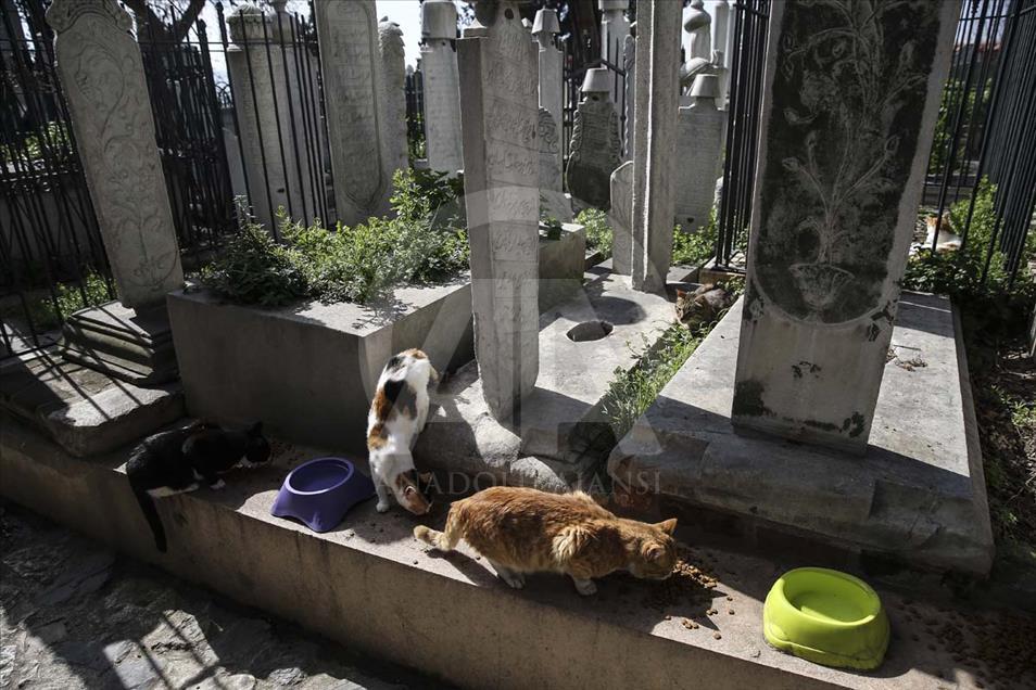 Los gatos que habitan el cementerio histórico de Estambul, Turquía