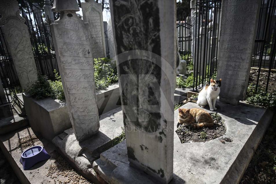 Los gatos que habitan el cementerio histórico de Estambul, Turquía