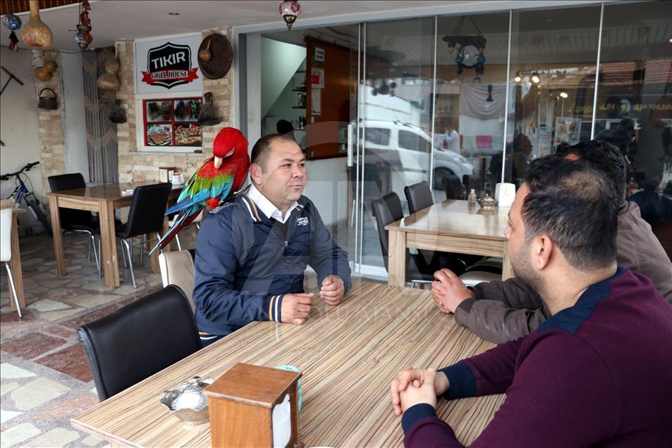 Papağan "Sultan" ile sahibinin dostluğu