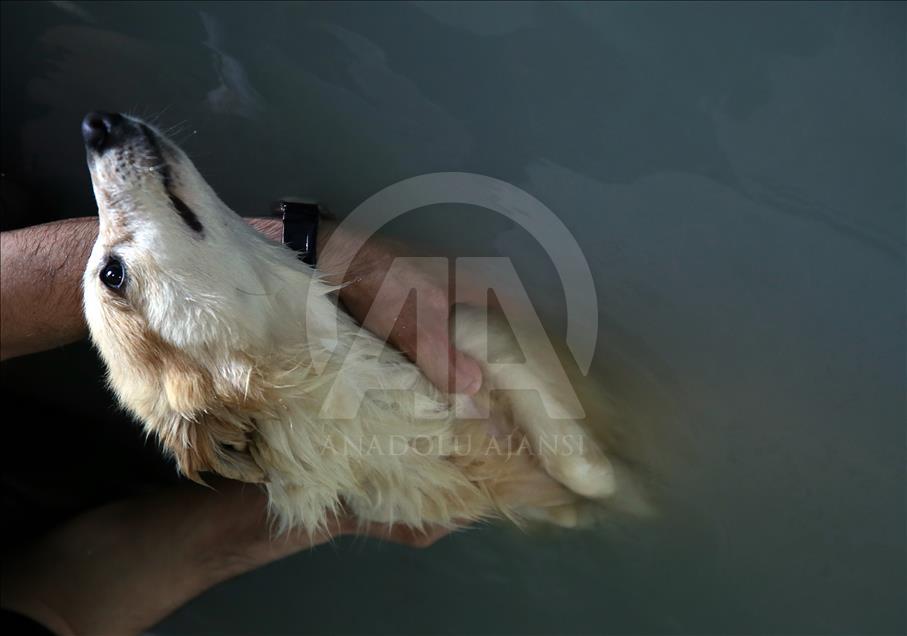 Healing thermal water cure for Istanbul strays